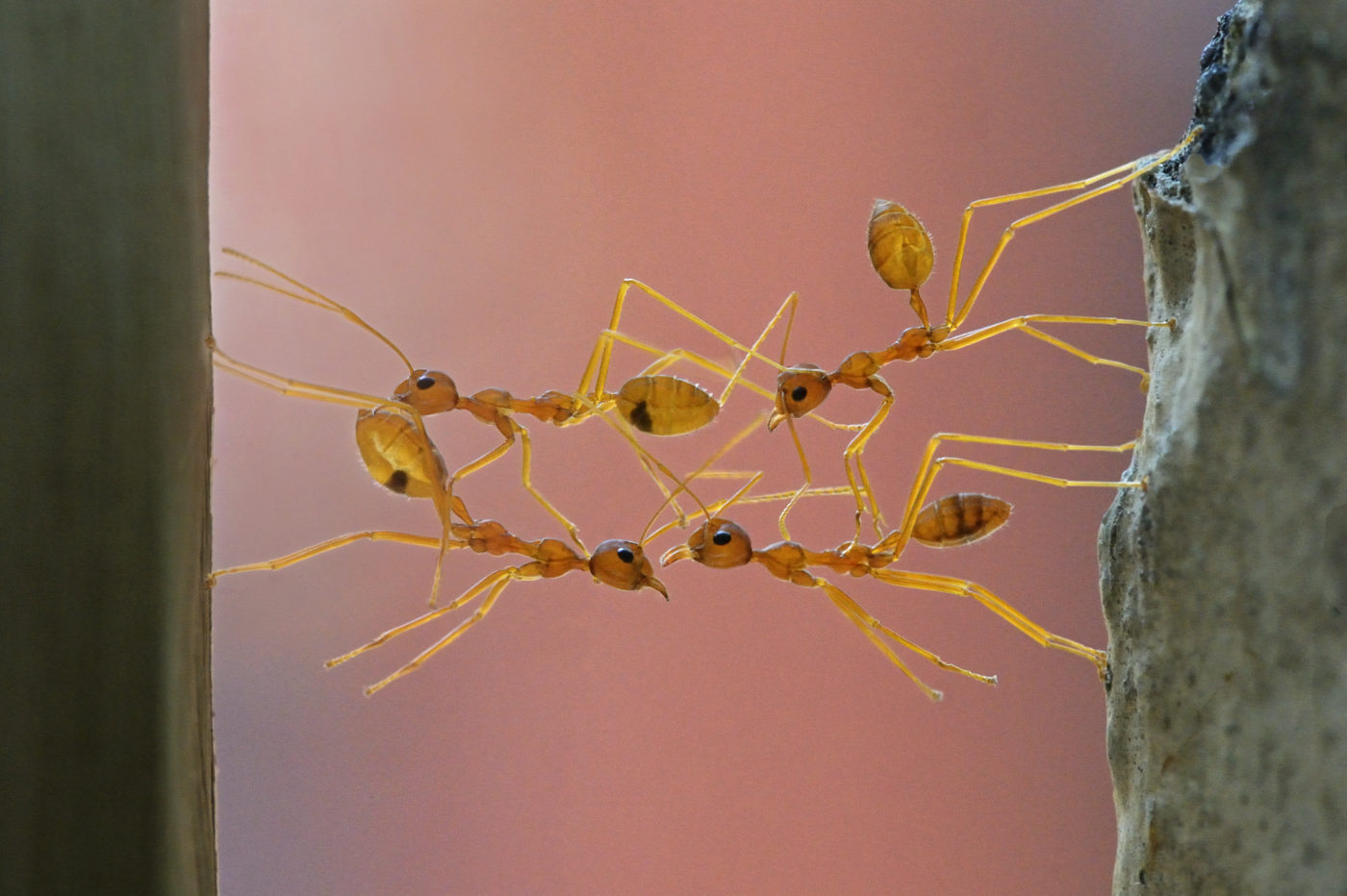 Weaver ants, Oecophylla smaragdina, making a bridge on the gap found on its passage